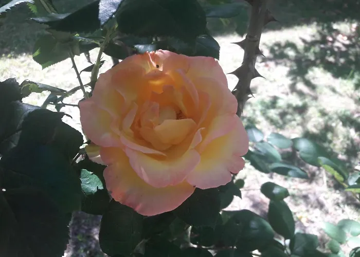 Fine 5 Bedroom Vakantiehuis *