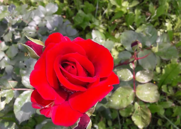 Fine 5 Bedroom Дом отдыха Пьяченца